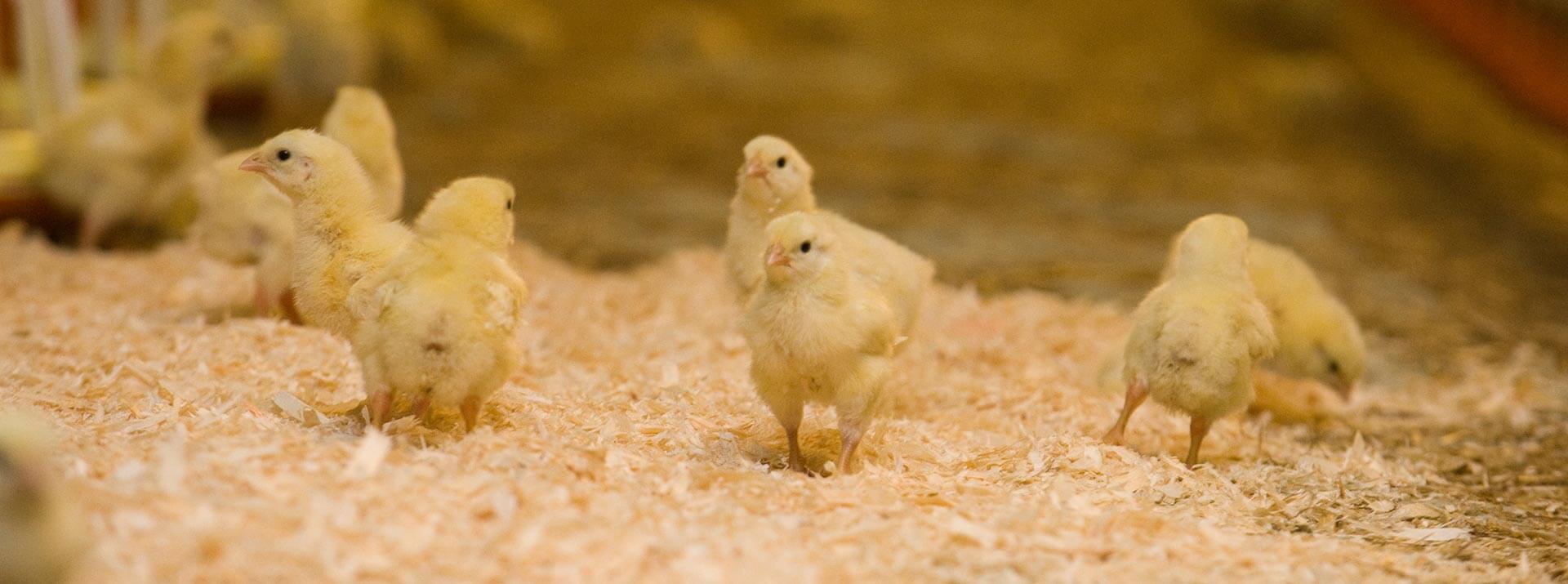 broering-nederland-pluimveevoer-kuikens-in-de-schuur-pluimveemesting-best3-foto-1 Kuikens in de Schuur