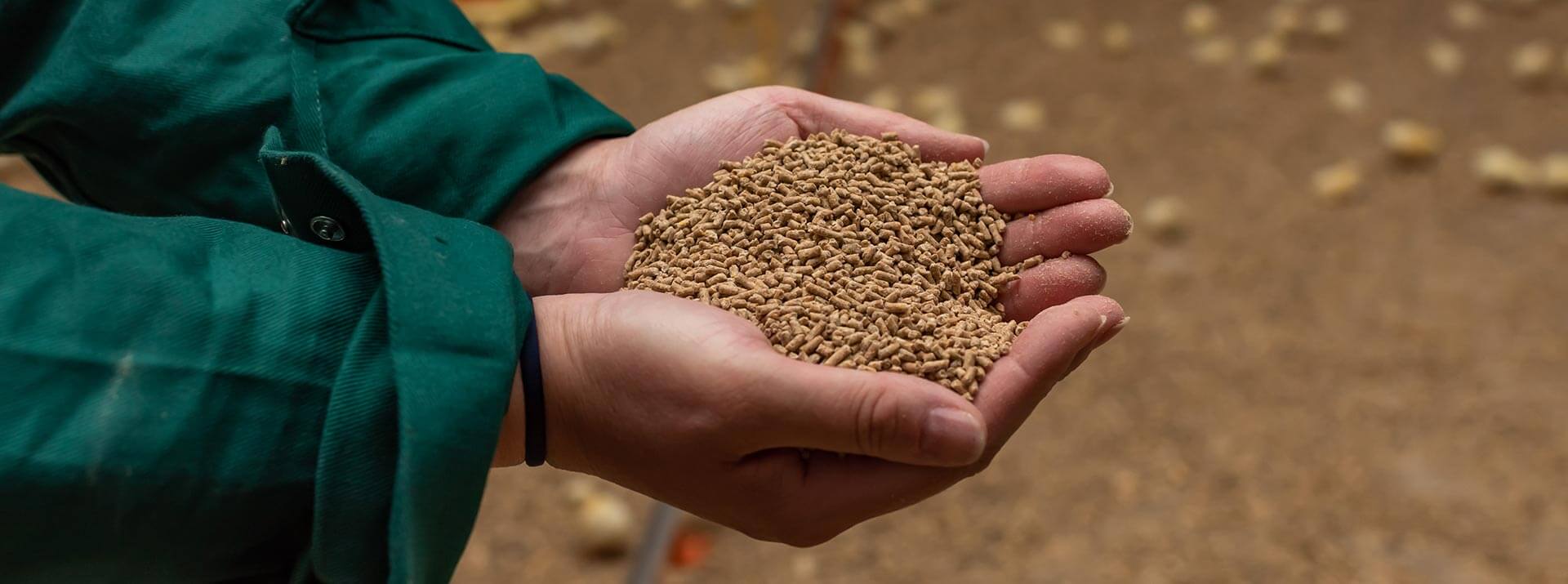 ggo-vrij-pluimveevoer-voor-biologische-kippenmesterij-van best-3-een-broering-foto-4 GGO-vrij Pluimveevoer van Bröring