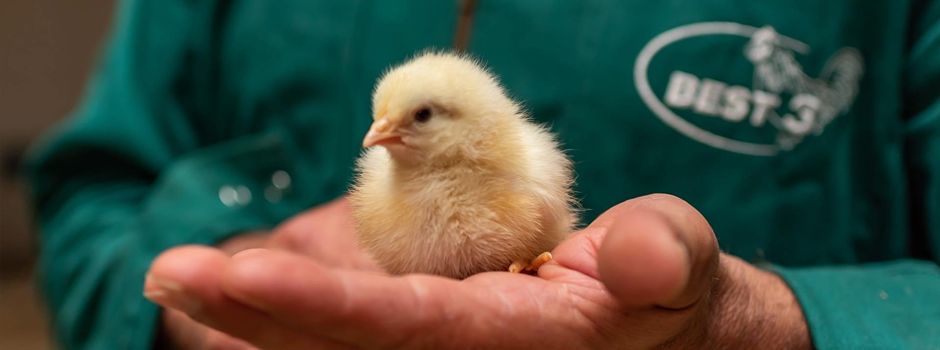 pluimveehouder-houdt-een-kippenkuiken-in-zijn-hand-best-3-broering-nederland-kippenvoer-zonder-gentechnologie-foto-2 Kippenkuiken med voer zonder Gentechnologie
